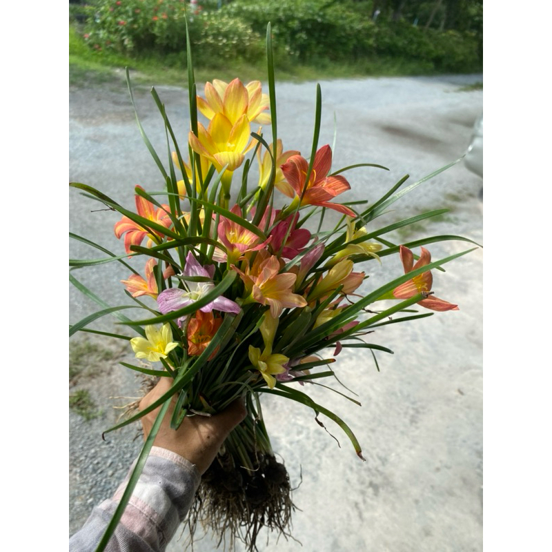 บัวดินคละสี 10 หัว 20 บาท ขนาดหัวประมาณเหรียญบาท