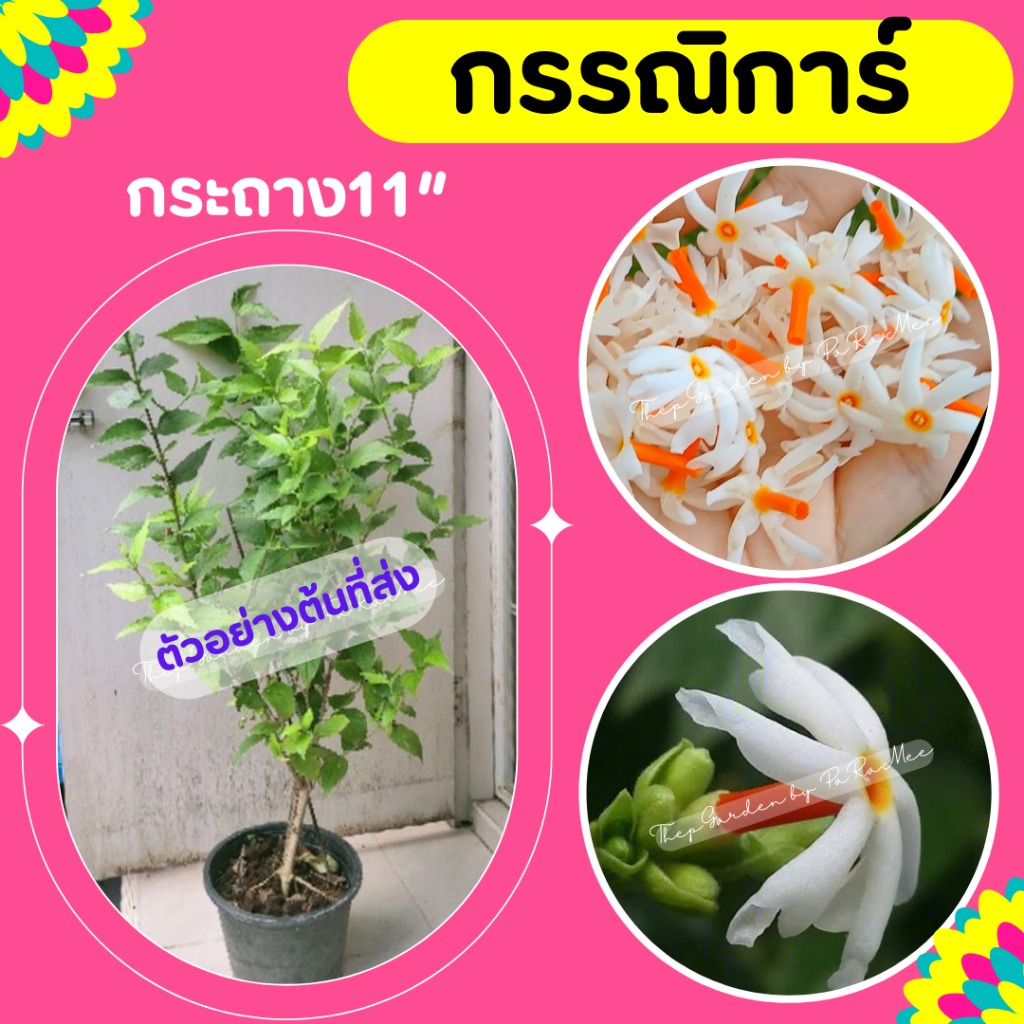 ต้นกรรณิการ์ #กรรณิการ์ กระถาง11”