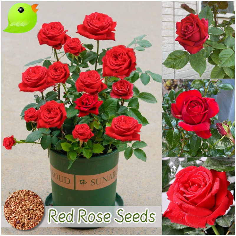 ปลูกดอกกุหลาบด้วยตัวเองให้คนรัก Red Rose Flower Seeds เมล็ดพันธุ์ กุหลาบสีแดง เมล็ดดอกกุหลาบ บรรจุ 100 เมล็ด