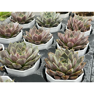Echeveria Roman กุหลาบหิน ไม้อวบน้ำ จัดสวนถาด ขนาด 2 นิ้ว