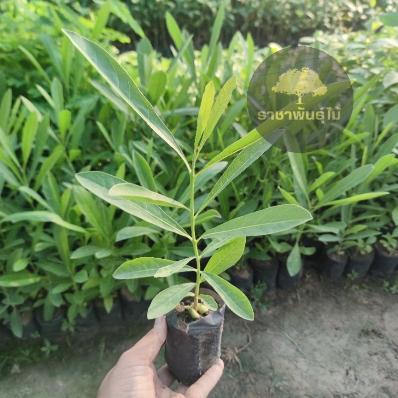 ต้นเหลืองปรีดียาธร ดอกสีเหลืองสวยงาม สูง 15-20 ซม. ต้นเเข็งแรง