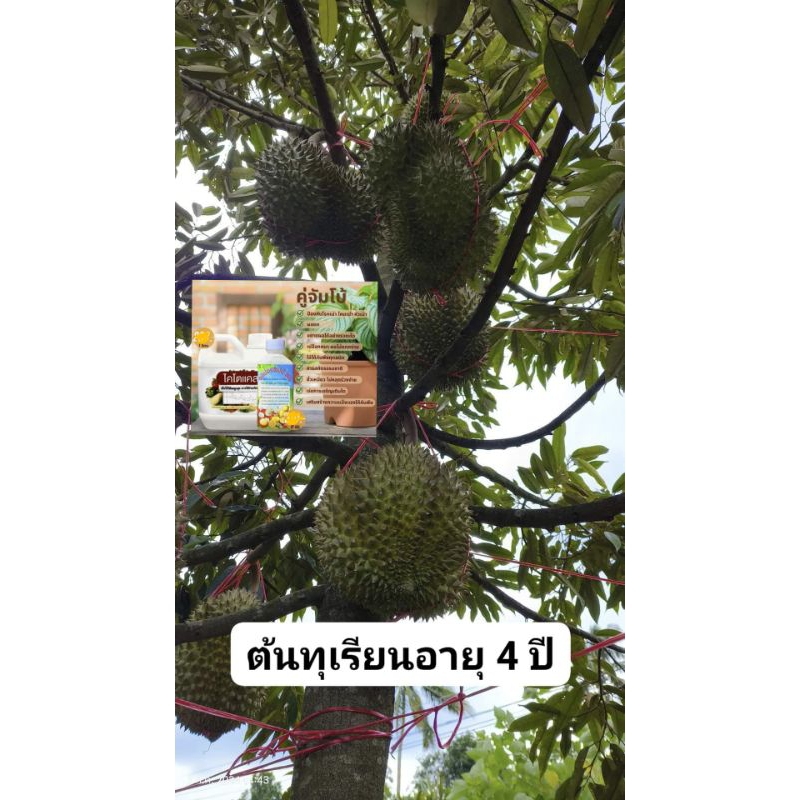 ซุปเปอร์จัมโบ้360 Amino-Gluco-Chitin ขยายผลใหญ่,โตไว,เร่งราก,ต้นแข็งแรง,ผลดก,ขั่วเหนียว ราคา ถูกที่สุด ดีลบีเคเค แกลเลอรีภาพที่ 9