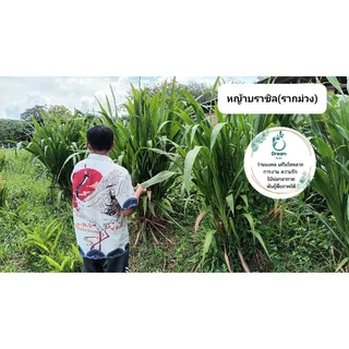 หญ้าฮาราฟัสบราซิล(รากม่วง) 🌱