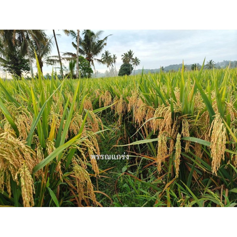 พันธุ์ข้าว AGT 303 สะท้านโลกันต์