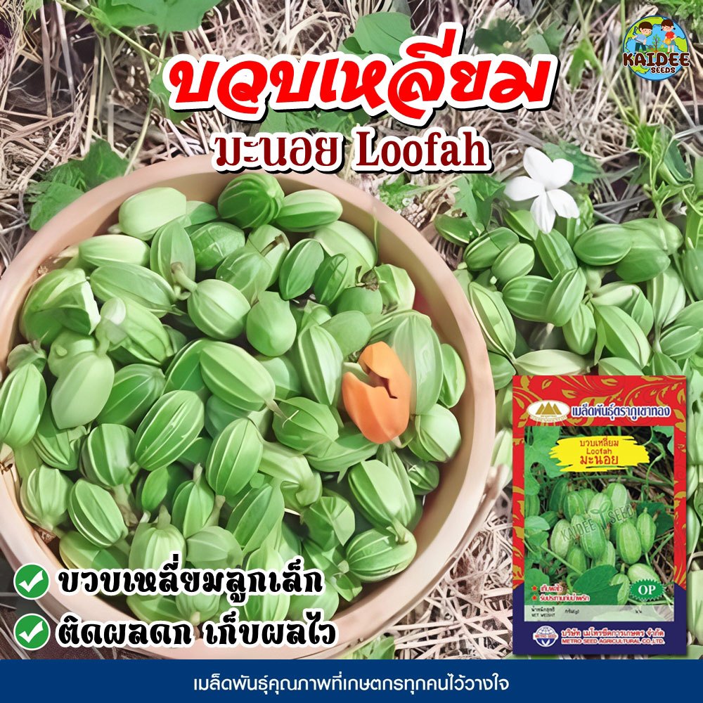 เมล็ดมะนอย บวบเหลี่ยมลูกเล็ก Loofah ตราภูเขาทอง เมล็ดบวบเหลี่ยม เมล็ดพันธุ์บวบเหลี่ยม เมล็ดพันธุ์ผัก เมล็ดผักสวนครัว