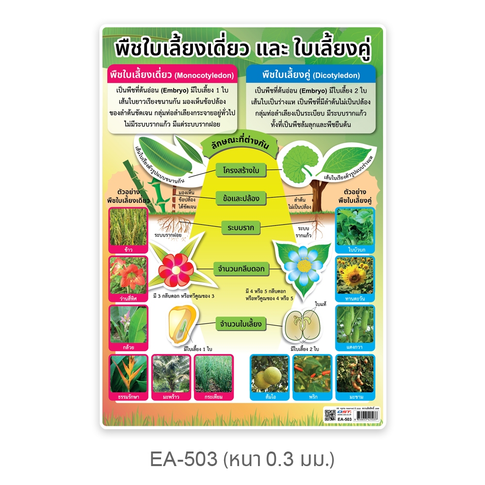 โปสเตอร์ความรู้ พืชใบเลี้ยงเดี่ยวและใบเลี้ยงคู่ Monocotyledon & Dicotyledon EA-503 ขนาด A4 สื่อการเรียนการสอน วิทยาศาสต