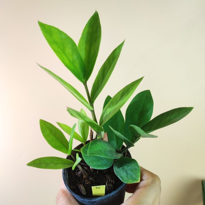 Zamioculcas zamiifolia กวักมรกตเขียว กระถาง 3" รากแน่นแข็งแรง ฟอร์มกอสวย