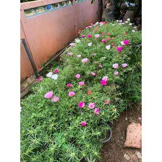 แพรจำโบ้คละสี6สีคละสี1ชุดได้ ครึ่ง กก. 79คละสีจ้ากิ่งสมบูรณ์
