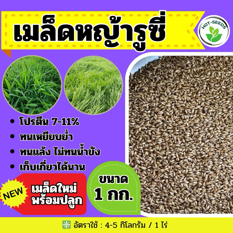 ✅ รูซี่ เมล็ดหญ้ารูซี่ 1 กิโลกรัม #รับประกันการงอก #พร้อมปลูก ลูซี่ หญ้าเลี้ยงสัตว์ หญ้า พันธ์ุหญ้า  หญ้าเลี้ยงวัว