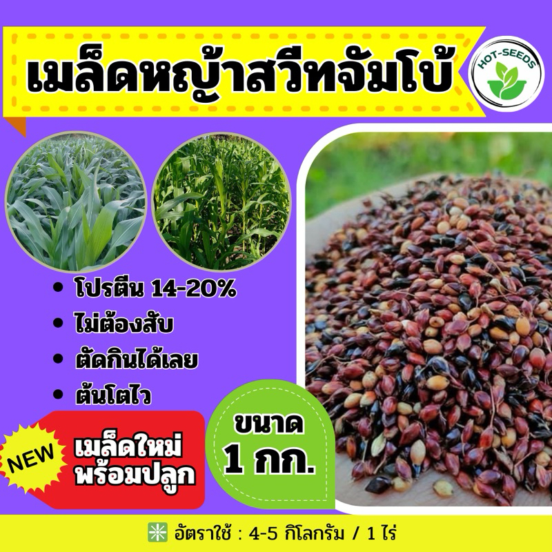 🔰 สวีทจัมโบ้ เมล็ดหญ้าสวีทจัมโบ้ 1 กิโลกรัม. (รับประกันการงอก)💯
