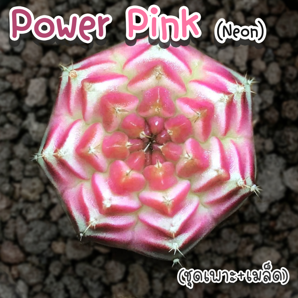 ชุดเพาะเมล็ด Power Pink (ด่างนีออน) กระบองเพชร/แคคตัส พร้อมชุดเพาะ