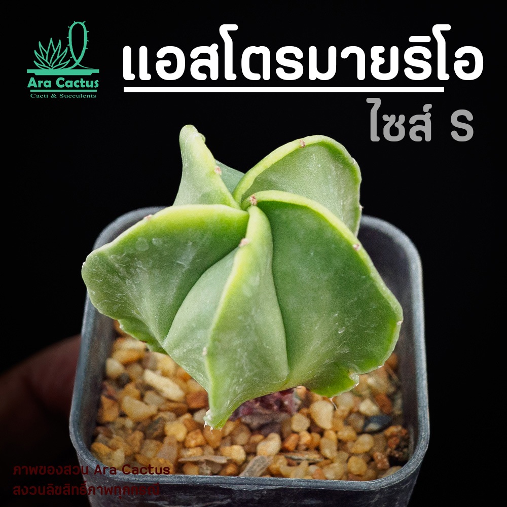 สวนขายเอง! แอสโตรมายริโอ Astrophytum myriostigma ไซส์กระถาง 2 นิ้ว แคคตัสสวยๆ กระบองเพชรสวยๆ ต้นไม้ประดับ อวบน้ำ แคนตัส