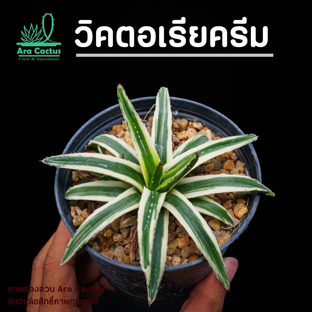 สวนขายเอง! อากาเว่วิคตอเรีย Agave victoriae-reginae ไซส์กระถาง 4 นิ้ว แคคตัส กระบองเพชร ต้นไม้ประดับ อวบน้ำ ไม้ฟอกอากาศ