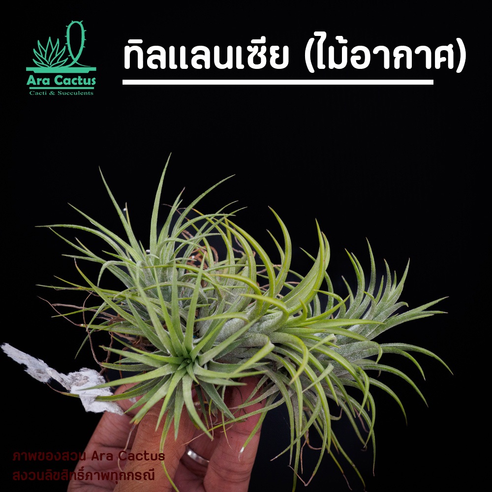 ขายยกช่อ! ช่อละ 3-4 ต้น พืชอากาศ ทิลแลนเซีย Tillandsia ionantha ไม่ต้องใช้ดิน ไม้อวบน้ำ ไม่ประดับ ไม้ฟอกอากาศ