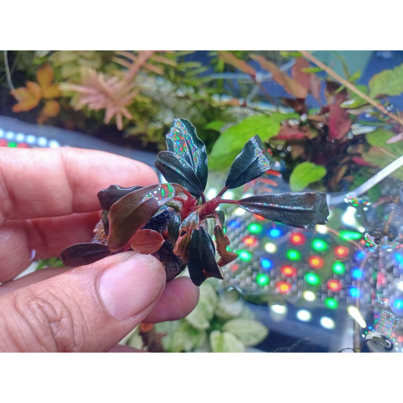 🎉พร้อมส่ง🎉 Bucephalandra Brownie Ghost Sp. ต้นไม้น้ำ บ้านไม้น้ำพรรณนา
