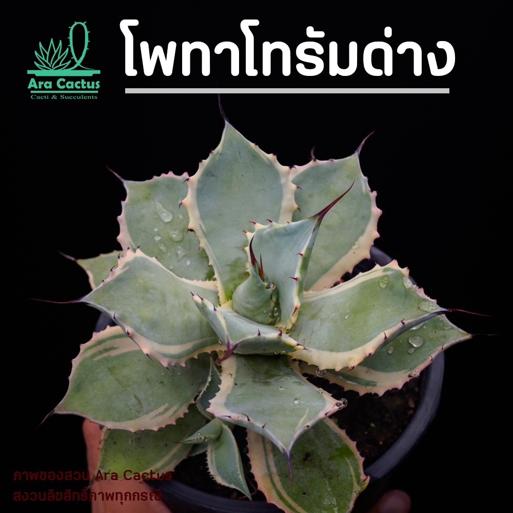 สวนขายเอง! อากาเว่ด่างขอบ marginata ไซส์กระถาง 6 นิ้ว แคคตัส กระบองเพชร ต้นไม้ประดับ อวบน้ำ  แคนตัส  ตะบองเพชร agave