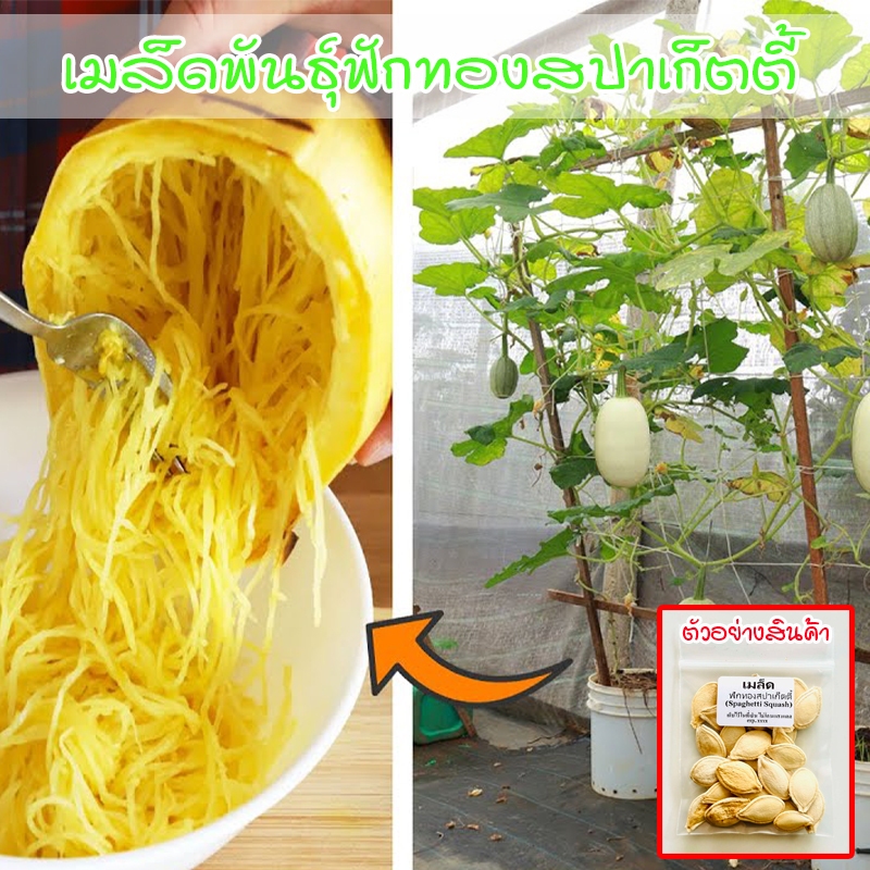 Spaghetti Squash ฟักทองสปาเก็ตตี้ 3-7 เมล็ด อัตรางอกดี (ซื้อ 10 แถม 1 คละได้)