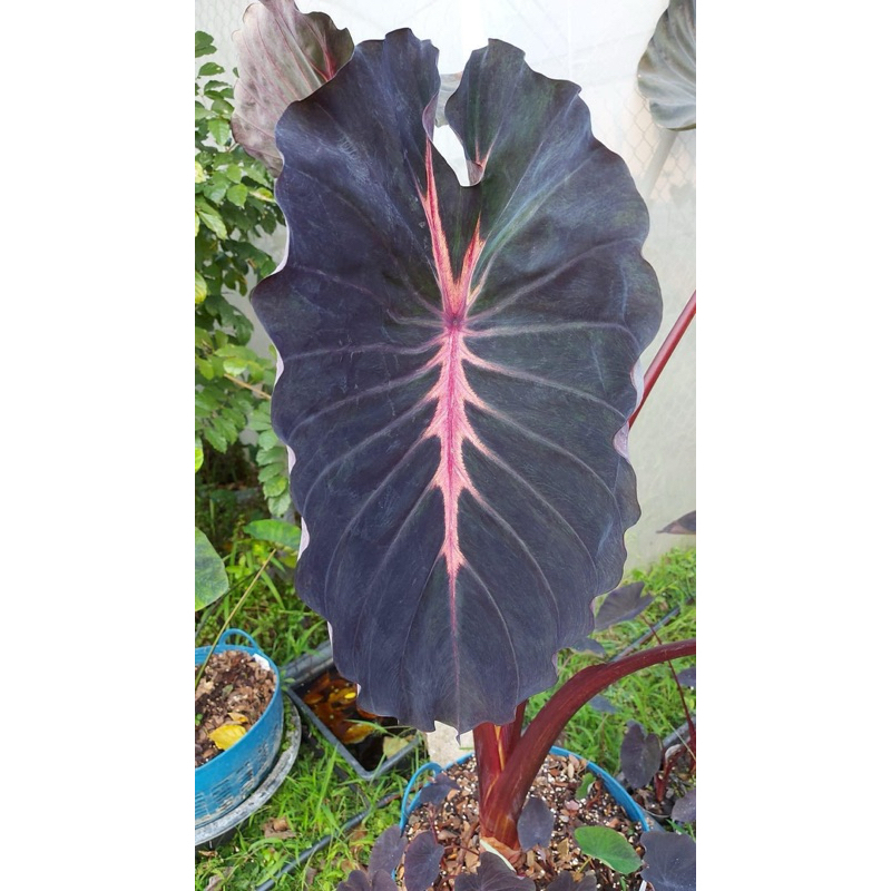 โคโลคาเซียชากุหลาบ(Colocasia Rosetea)ไม้ฟอกอากาศ ไม้มงคล บอนสี ไม้ประดับ ไม้แต่งสวน ราคาถูกสุดๆ ไม้ด่าง ไม้หายาก