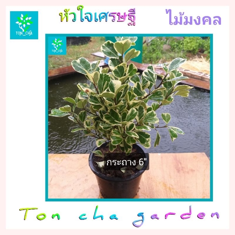 ต้นหัวใจเศรษฐี  ต้นไทรหัวใจด่าง หรือ สาริกาด่าง ฟอร์มสวยๆ ไม้ประดับ ไม้มงคล
