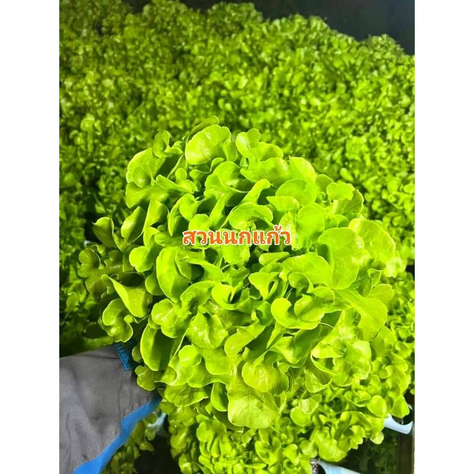 ชุดอุปกรณ์ปลูกผักไฮโดรโปนิกส์ 7 ชิ้น พร้อมคู่มือการปลูก สุดคุ้ม - รูปที่ 4