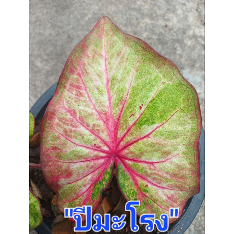 ปีมะโรงบอนสี เป็นบอนผ่าชิ้น ส่งกระถาง3-4นิ้ว(26/7/67)