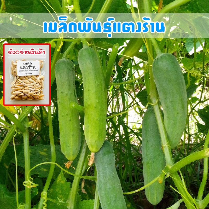 แตงร้าน เมล็ดพันธุ์ 40-100 เมล็ด ปลูกง่าย โตไว ผลผลิตสูง [ซื้อ 10 แถม 1 คละได้]