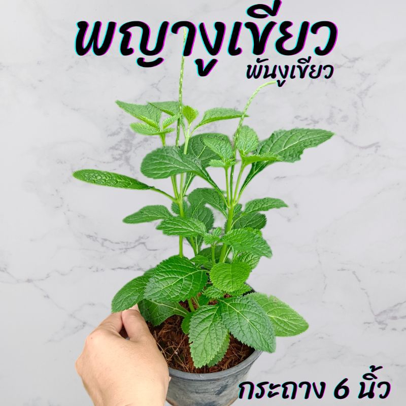 ต้นพญางูเขียว(หญ้าหนวดเสือ) กระถาง 6นิ้ว