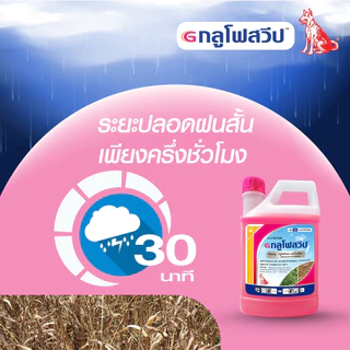 กลูโฟสวีป ยาฆ่าหญ้าทุกชนิด สารกำจัดวัชพืชสูตรเผาไหม้ น้ำสีชมพู เร็ว แรง ตายเรียบ