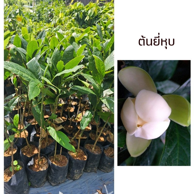 ต้นยี่หุบ ยี่หุบ ดอกมีกลิ่นหอม พร้อมปลูก🎉