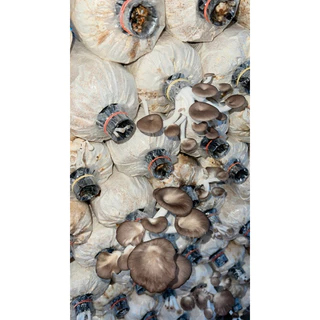 เชื้อเห็ดนางฟ้า 20 ก้อน พร้อมเปิด 🍄