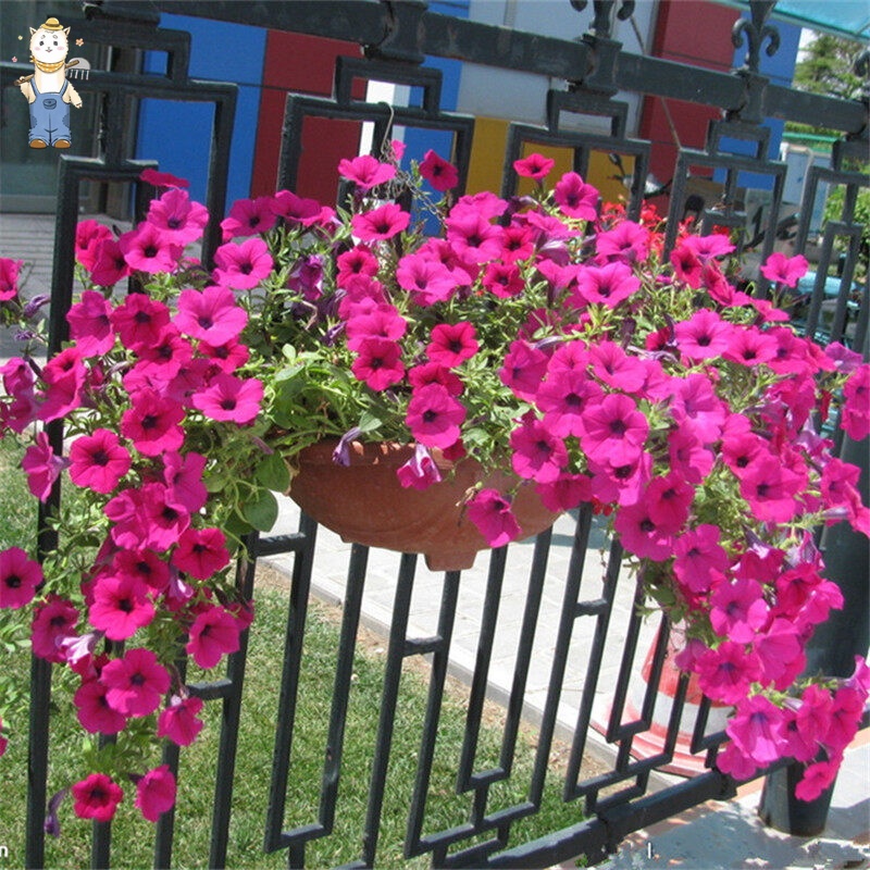 100 เมล็ด เมล็ดพันธุ์ ดอกพิทูเนีย เมล็ดพิทูเนีย บอนสี บรรจุ Petunia Seeds Hanging Plants Flower Seeds