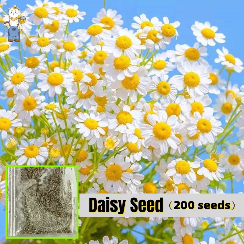 1000 เมล็ด เมล็ดพันธุ์ เดซี่สีขาว คุณภาพดี ราคาถูก ของแท้ (Silver Princess Shasta Daisy Seed)ไม้ดอก