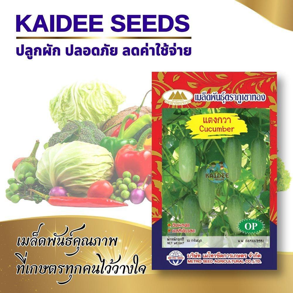 เมล็ดแตงกวา Cucumber ตราภูเขาทอง เมล็ดพันธุ์แตงกวา แตงกวา เมล็ดผักสวนครัว เมล็ดพันธุ์ผัก