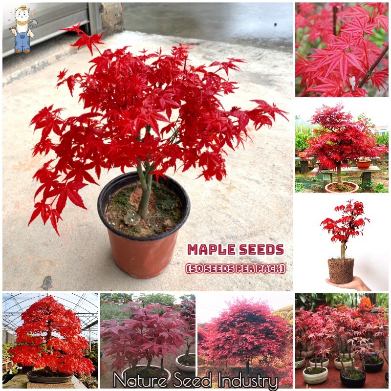 50 เมล็ด ปลูกง่าย เมล็ดสด 100% เมล็ดพันธุ์ Japanese Red Maple Seeds Bonsai Tree Seed ต้นเมเปิ้ล บรรจุ
