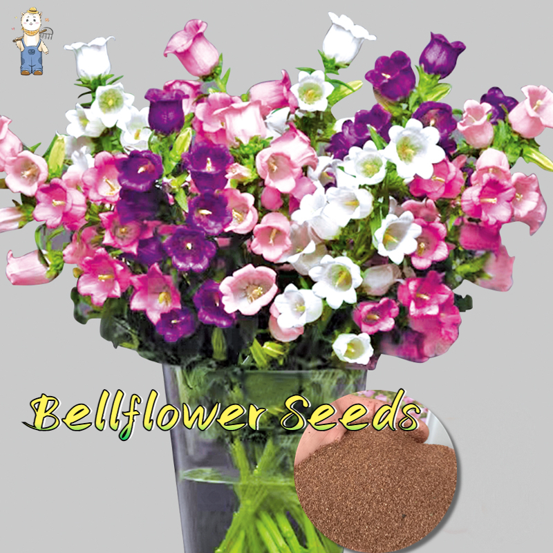 150เมล็ด เม็ดพันธุ์ เบลล์ฟลาวเวอร์ บอนสี บรรจุ สีผสม Bellflower Seeds Flower Seeds ปลูกง่าย อัตราการงอกสูง - รูปที่ 2