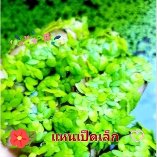 แหนเป็ดเล็ก จิ๋วแต่แจ๋ว