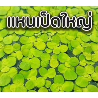ชุดเซตจอกแหนจอกแดงญี่ปุ่นจอกเขียวอเมซอนแหนแดงไมโครฟิลล่าจอกใบมะขามแหนเป็ดเล็กใหญ่จัดชุด