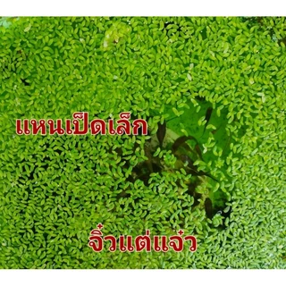 ชุดเซตจอกแหนจอกแดงญี่ปุ่นจอกเขียวอเมซอนแหนแดงไมโครฟิลล่าจอกใบมะขามแหนเป็ดเล็กใหญ่จัดชุด