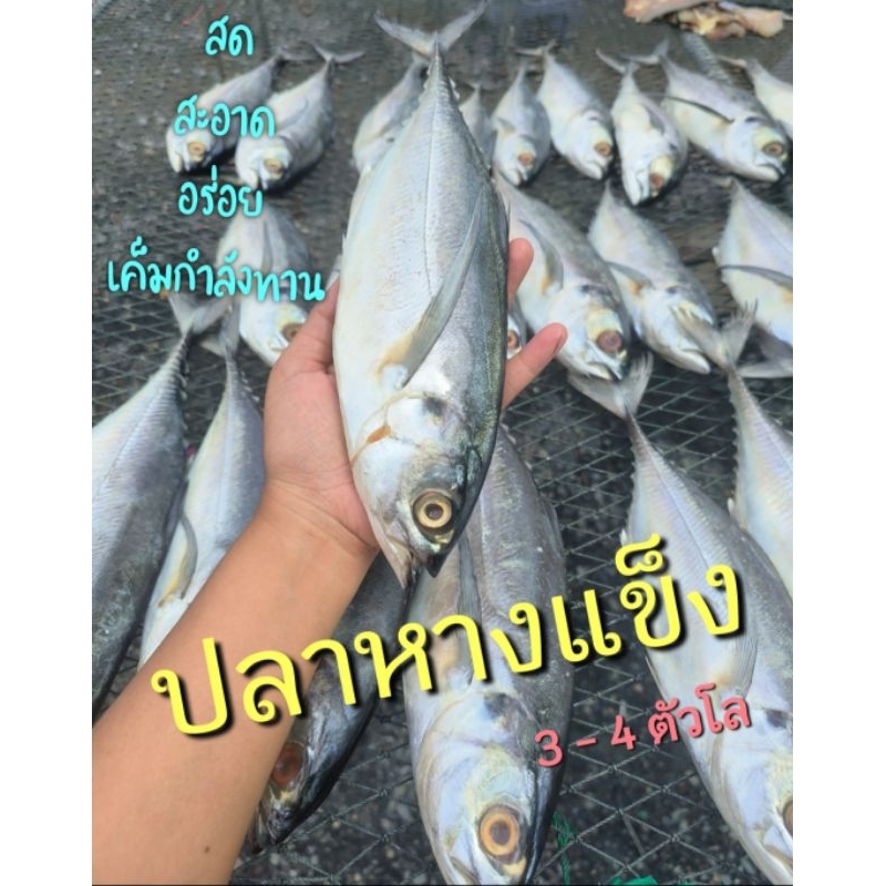 ปลาหางแข็งแดดเดียว 1แพ็ค 2-4ตัว ต่อกิโลกรัม รสชาติอร่อย เค็มกำลังทาน สด สะอาด เราใส่ใจก่อนถึงมือลูกค้า