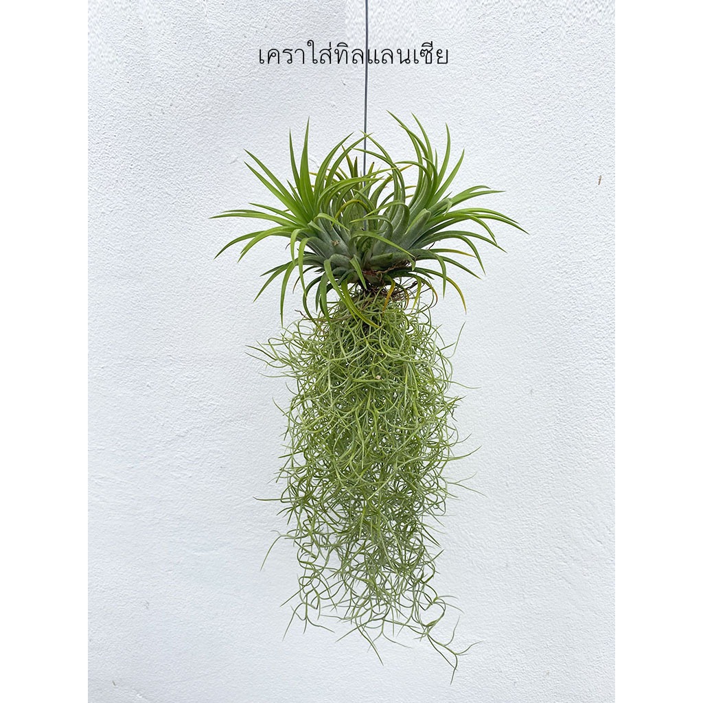 เคราฤาษีมินิ โมบายเคราฤาษีใส่ทิลแลยเซีย สัปปะรดสีตกแต่งสวน ไม้ตกแต่งระเบียง Spanish Moss