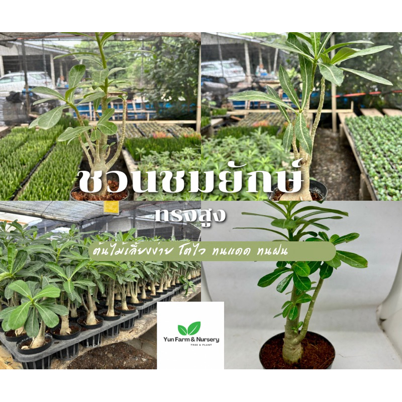 🌳ต้นชวนชม ต้นชวนชมใหญ่ ทรงสูง ทรงสวยขนาดกระถาง 4 นิ้ว 🌳