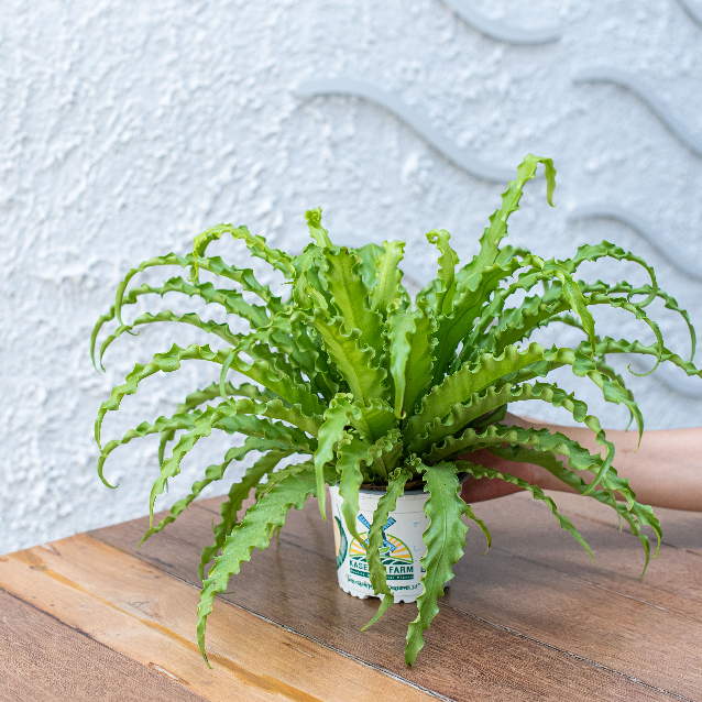 Treeno.9 เฟิร์นโอซาก้า กระถาง 6 นิ้ว สูง 25-30 ซม. Osaka Fern สีเขียว ไม้ประดับสวยงาม ไม้ฟอกอากาศ เฟิร์นข้าหลวง