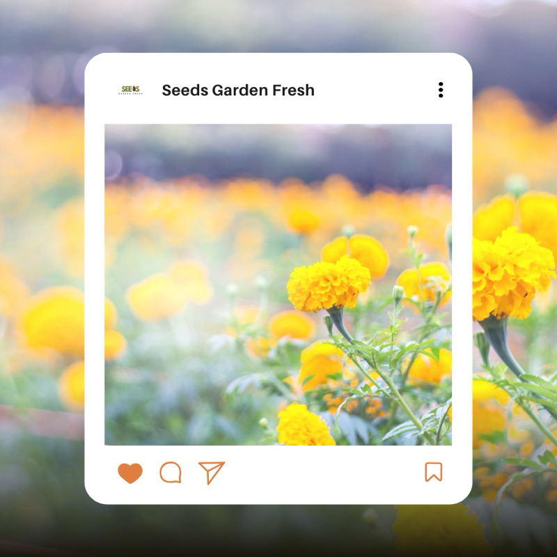 เมล็ดพันธุ์ ดาวเรืองสีเหลือง บรรจุ 1,000 เมล็ด - รูปที่ 3