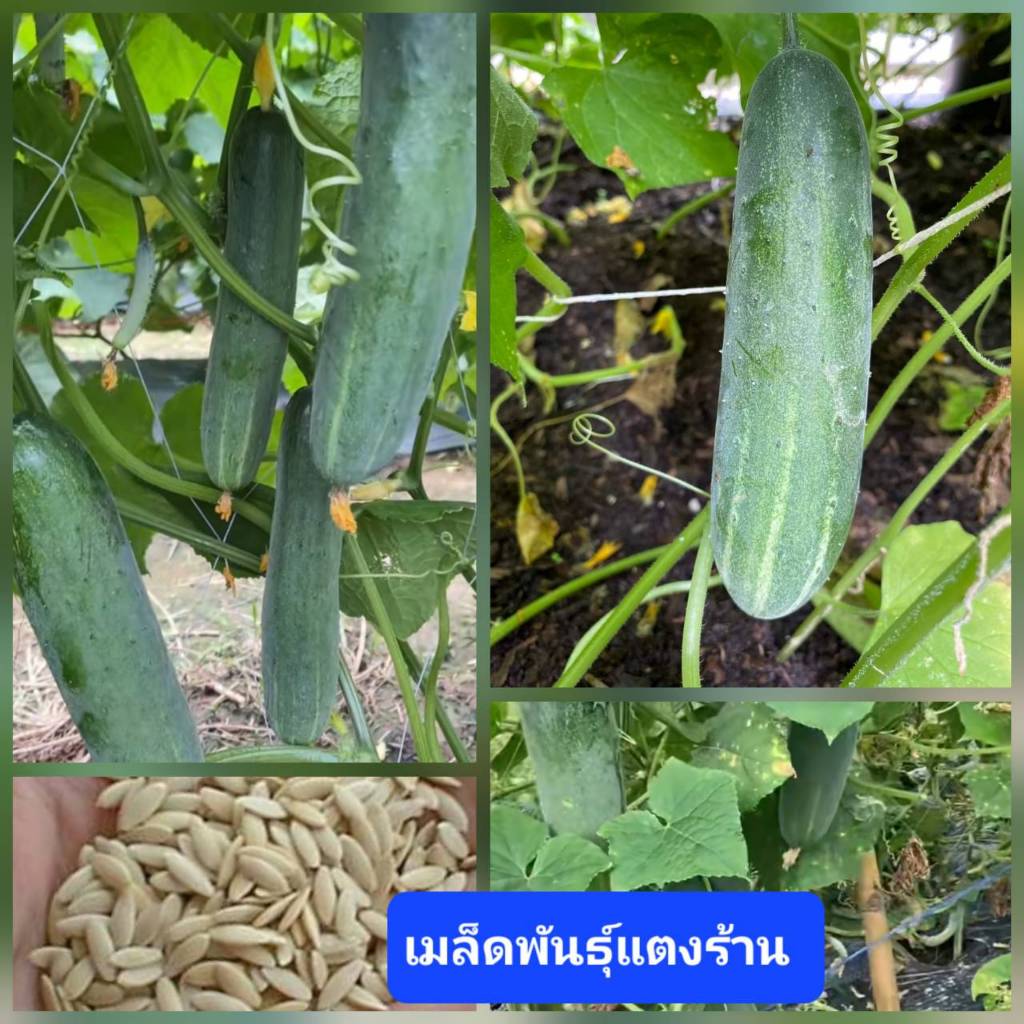 เมล็ดแตงร้าน 30 เมล็ด แตงกวา แตงใหญ่ เมล็ดผักสวนครัว เมล็ดผัก