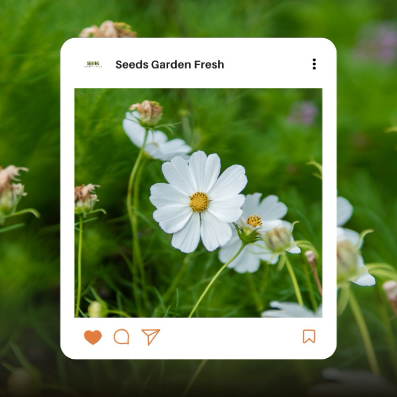 สุดคุ้ม!!! เมล็ดดอกคอสมอสสีขาวล้วน บรรจุ 100 เมล็ด มีวิธีปลูกแถมไปในกล่อง - รูปที่ 5