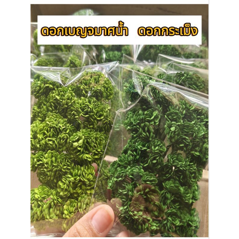 [ถูกที่สุด] ดอกกะเม็ง  ดอกเบญจมาศน้ำกระดาษสา ตาเขียวมาลัย 100ดอก พร้อมส่ง