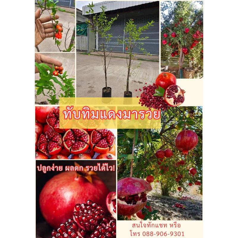 #ต้นทับทิมแดงมารวย (กิ่งตอน)สูงราว80-1เมตร ให้ผลไวภายใน1 ปี #ทับทิมแดงมารวย
