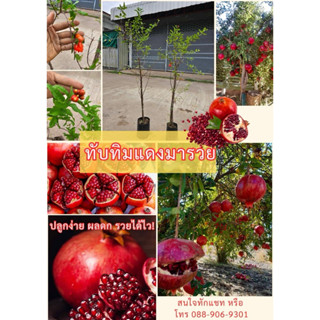 #ต้นทับทิมแดงมารวย (กิ่งตอน)สูงราว80-90 เซน ให้ผลไวภายใน1 ปี…