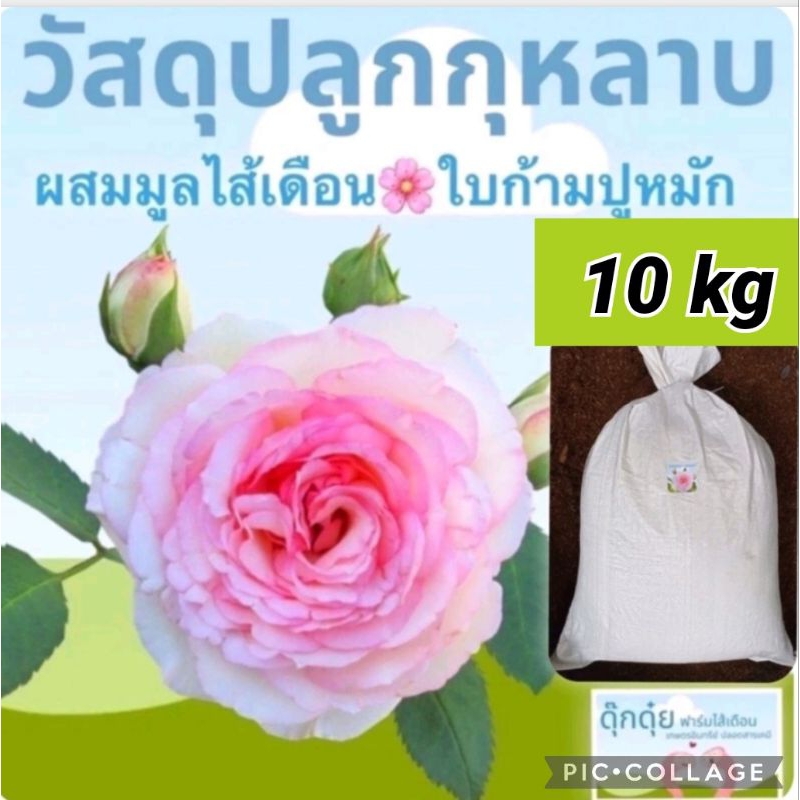 ดินปลูกกุหลาบ ปลอดสารเคมี รวมใบก้ามปูหมัก +มูลไส้เดือน 10 kg ร่วน โปร่ง ระบายน้ำได้ดี