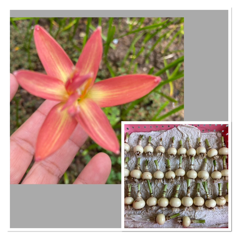 114ง.หัวดอกบัวดิน Spring หัวละ 20 บาท